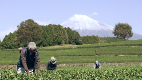 Group of three elderly Japanese farmers going through tea leaves in a tea plantation during a bright fall day with Mount Fuji in the background. Wide shot on 4k RED camera on gimbal.