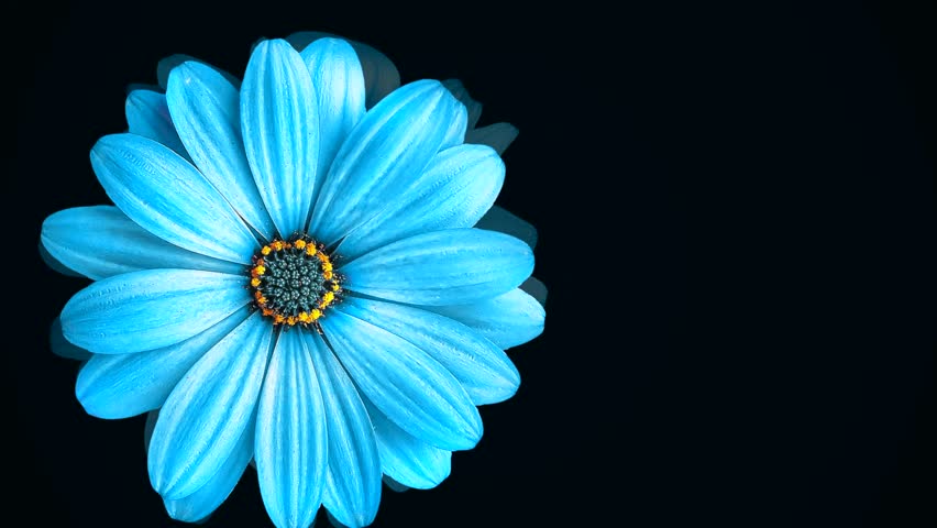 Large Blue Daisy Bud Moving Stock Footage Video 100 Royalty Free Shutterstock