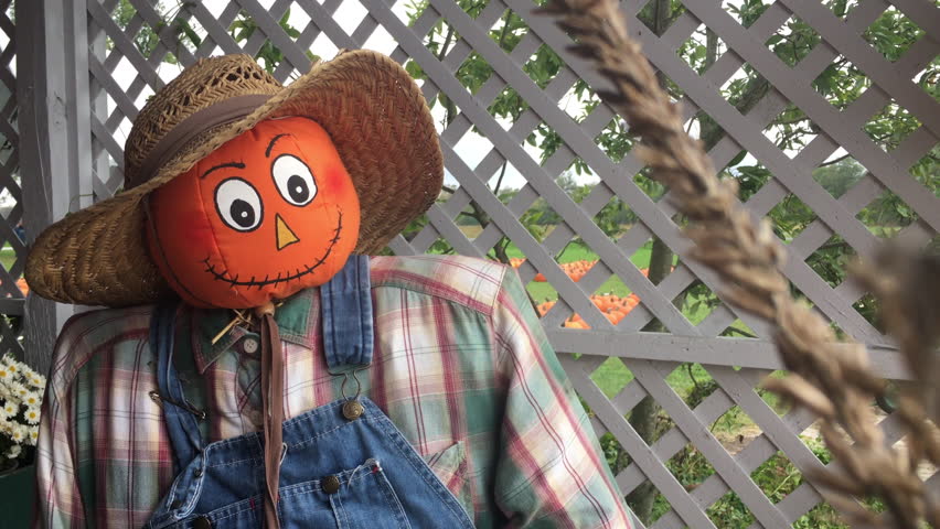 Scarecrow at farm during fall season 4k