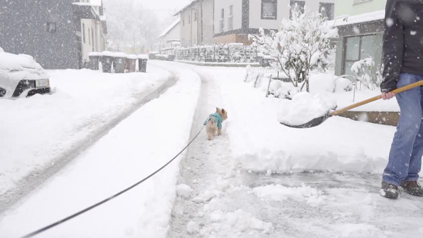 Dog on a leash in the winter wonderland, slow motion