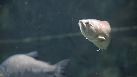 Silver arowana swim in an aquarium