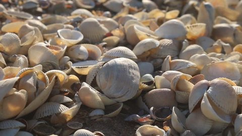 Nice-looking shell beach on Black sea (Crimea) with bright shells cockle, mussels, Venus clam, inflated ark, long-necked clams and so on. Prevails cockle (Cardium). Botticelli depicted Venus in cockle