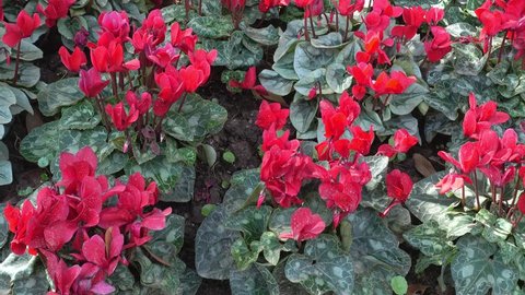 Pink Cyclamen Persicum flowers (Latinia Success Bright Red) on Sunny spring day, 4K pan shot