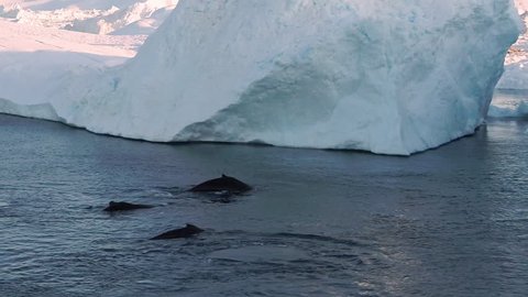 Whales and icebergs in Greenland arctic nature in icefjord landscape. 4 Humpback whales together blowing through blowhole and diving. Aerial video of wildlife, Ilulissat. 59.94 FPS
