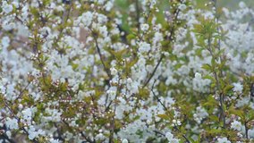 Snow during the flowering of the tree. Floating focus - Powered by Shutterstock - Get 15% off with code: PIKWIZARD15