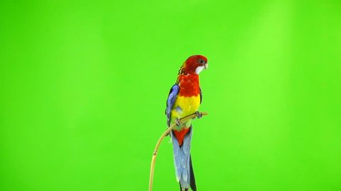 slow motion. Rosella the parrot flaps its wings and flies out of the green screen.