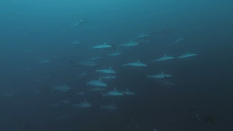 Giant school of Hammerhead Sharks, Indonesia