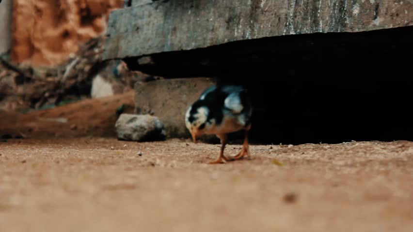 Little chicks trying get some food on the dirt