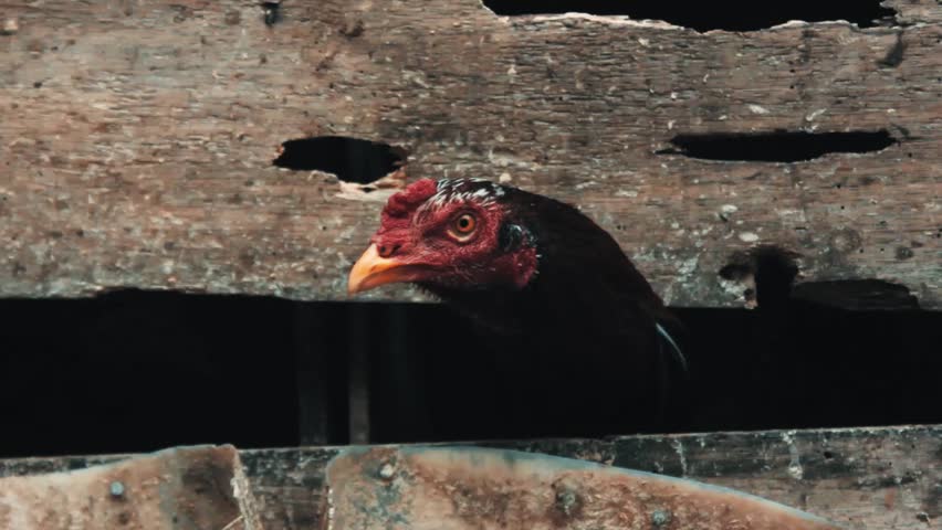 Chicken rooster in the cage while trying to escape