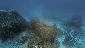 two spawning sponges in indonesian reef landscape