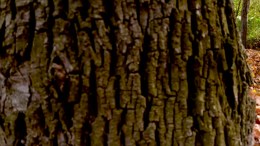 4K Amazing autumn city park. Happy family - mom, sun and daughter, walking and favind fun with dog. Woman, boy and girl with Australian shepherd puppy. 