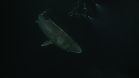 Underwater shot of a Greenland shark swimming and passing through water dust cloud with a diver lighting him in the dark depths of the Arctic Ocean