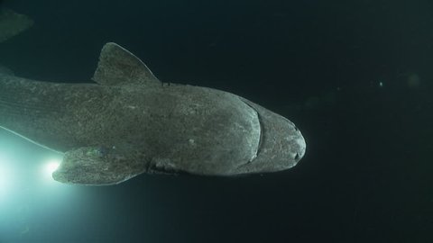 Underwater shot of a Greenland shark swimming in the dark depths of the Arctic Ocean surrounded by divers lighting him