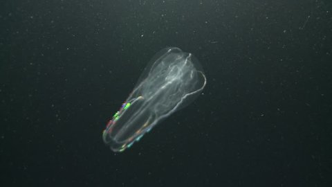 Underwater shot of a bioluminescent comb jelly floating in the depths of the Arctic Ocean