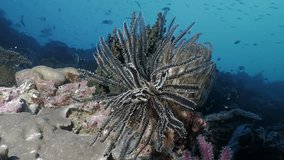 Feather Starfish in coral reef landscape, close shot, Indonesia