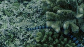 banded sea snake searching, Indonesia