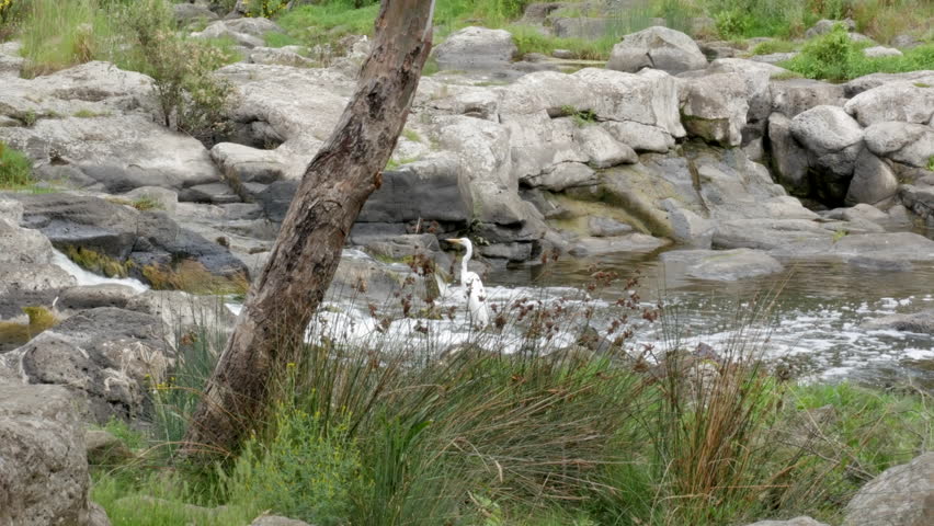 White Australian Egret standing on rocks in a fast moving river water. Hunting for fish, neck extending looking left and right.