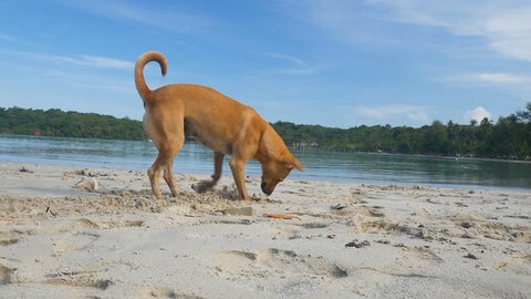 Thai dog digs a hole in the sand in search of crab