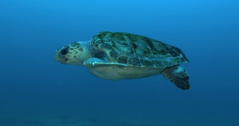 Loggerhead sea turtle (Caretta caretta) coming towards the camera then touching the camera dome, blue background 
