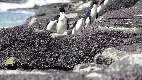 Rockhopper penguins Falkland Island