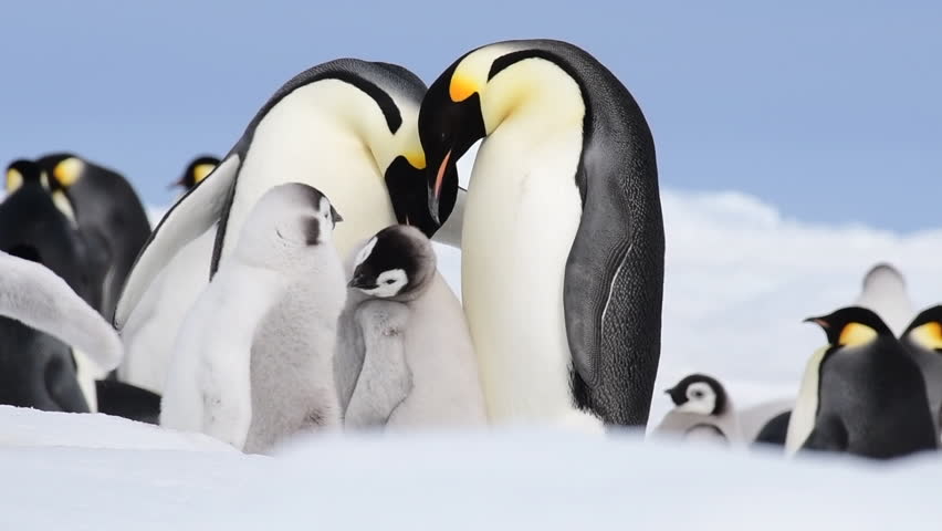 Emperor Penguin with chicks in Antarctica Royalty-Free Stock Footage #1022166547