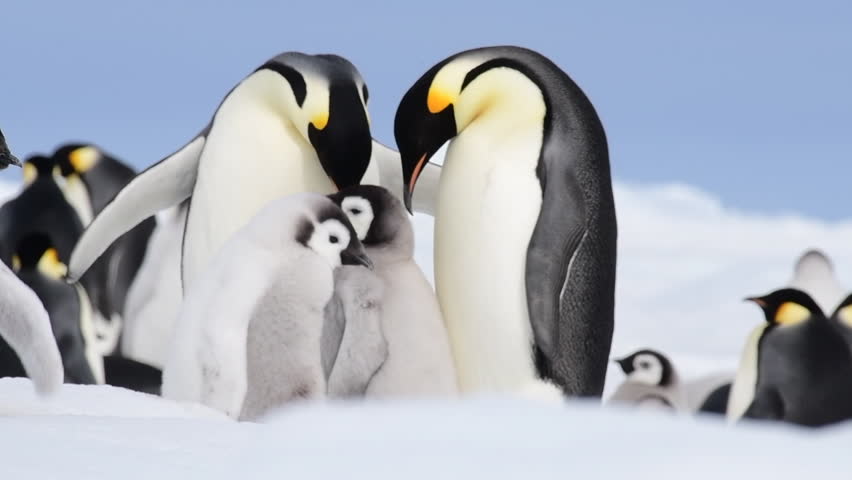 Emperor Penguin with chicks in Antarctica | Shutterstock HD Video #1022166547