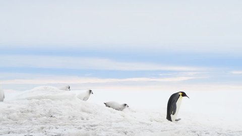 Emperor Penguin with chicks in Antarctica