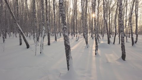 Sliding among birch trees in snow covered park at winter day