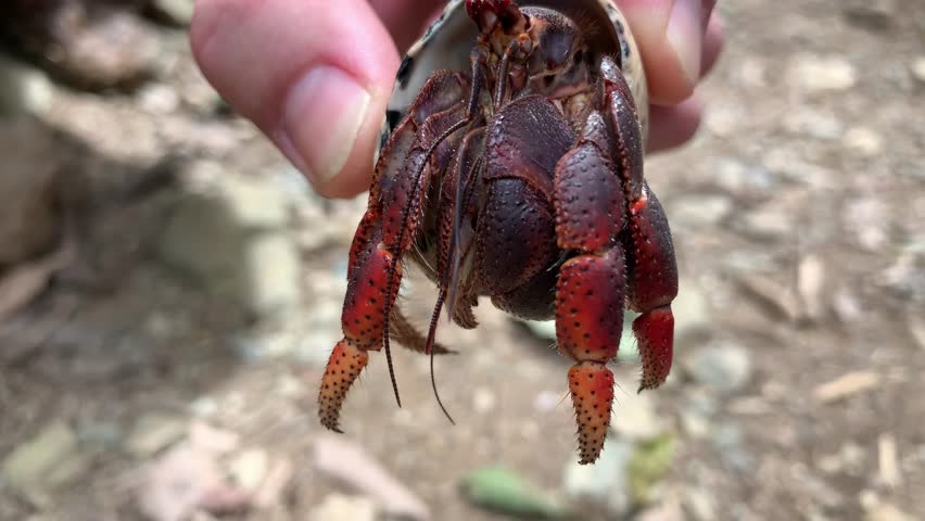 Caribbean Huge Red Hermit Crab, St. John, USVI