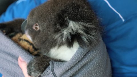A young female Koala is being cared for by a wildlife rescuer after being injured in the Australian outback.
