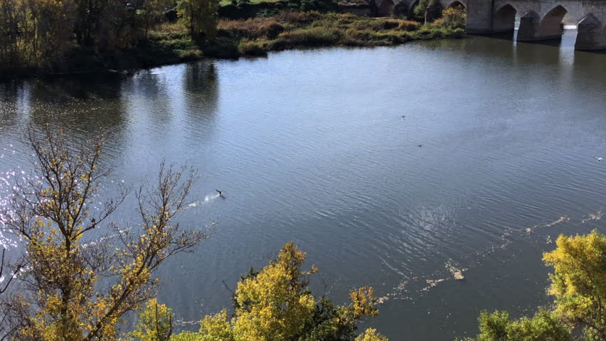 River fauna on a sunny day