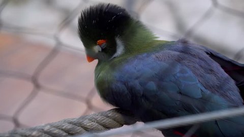 Close view of a turaco sleeping.