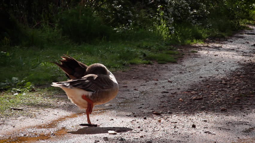Goose on a Farm Road