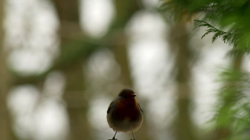 A robin sings and chirps in a British garden. Standing on the bottom edge of the shot.