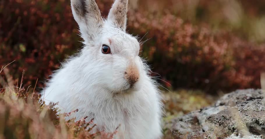 White Mountain Hare (lepus Timidus) Stock Footage Video (100% Royalty ...