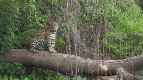Jaguar resting on tree, Cuiaba river, Pantanal, Brazil