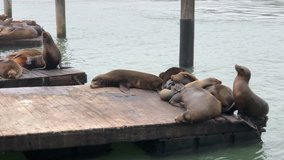4K HD video of Sea Lions hauled out on wood floating platforms. Rather than remain in the water, pinnipeds haul-out onto land or sea-ice for reasons such as reproduction and rest.