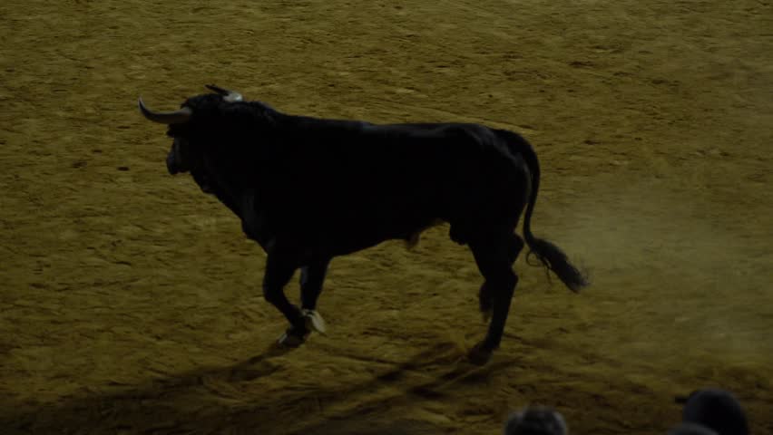Black Bull Amateur