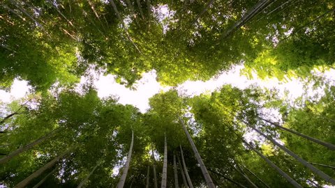 Vertical moving view of Arashiyama Bamboo Grove or Sagano Bamboo Forest, Kyoto