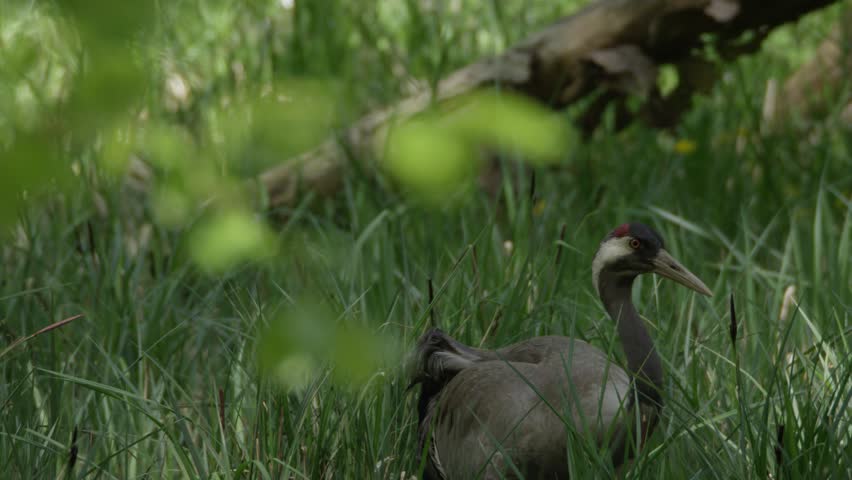 common cranes - nest in the forest