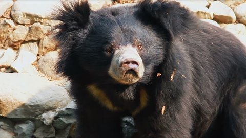 Close up shot of Asian Black Bear or Moon Bear or White Chested Bear