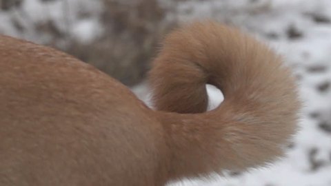Dog wagging its tail (dog wiggles his tail). But there are situations when tail-wags-the-dog concept. Super slow motion 1000 fps