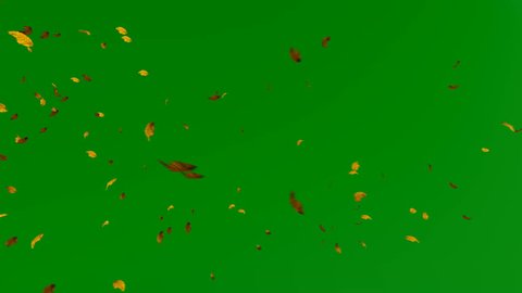 Autumn Leafs Flying against Green Screen Chroma Key, 4K