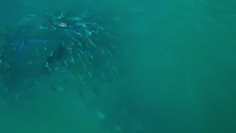 Overhead aerial view of a Cape Fur Seal chasing a bait ball and catching a fish. (Sedgefield, Knysna, Garden Route, Western Cape)