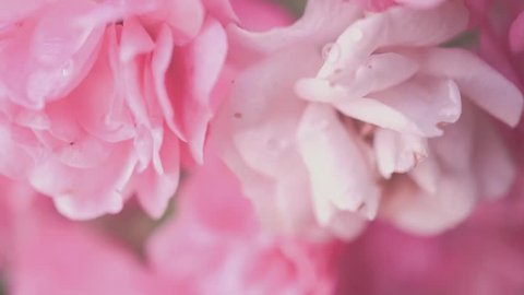 Beautiful Pink Peony Background Blooming 库存影片视频 100 免版税 1012164230 Shutterstock