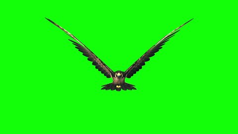 3d render hawk flying loop on green screen ,front view