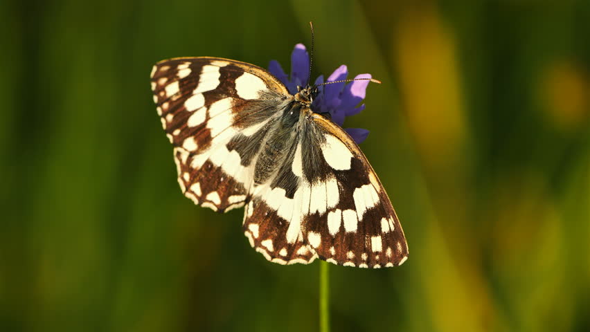 the western marbled white, Melanargia occitanica, Camargue, France