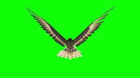 3d render hawk flying loop on green screen ,back view