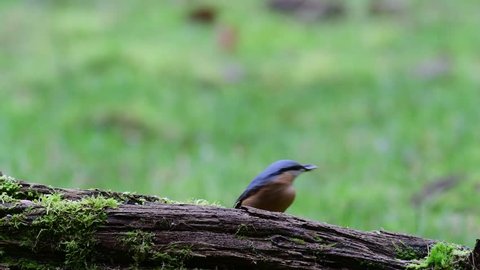 Nuthatch sit on the wood and search feed, winter, (sitta europaea), germany
