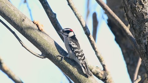 Downy woodpecker on a tree